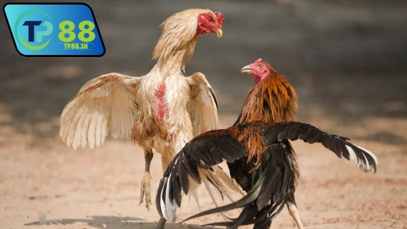 Nhà cái chính thức uy tín đá gà Thomo VN999 có hợp pháp không?