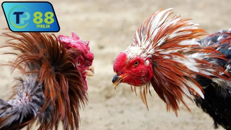 Nhà cái chính thức uy tín đá gà Thomo VN999 có dịch vụ tốt không?