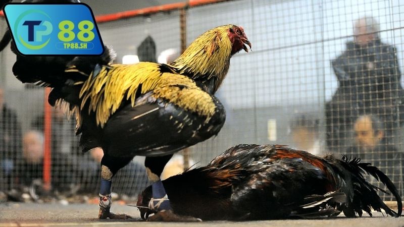 Nhà cái chính thức uy tín đá gà Thomo VN999 có ổn định không?