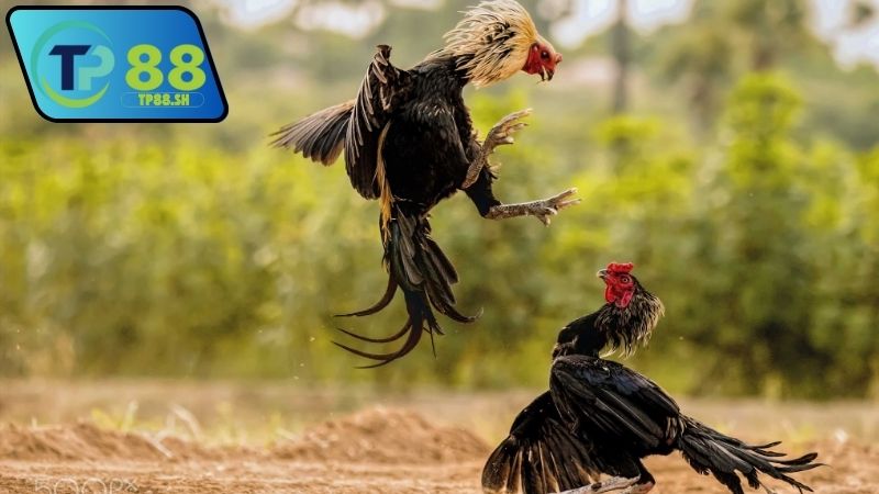 nha-cai-chinh-thuc-uy-tin-da-ga-thomo-vn999